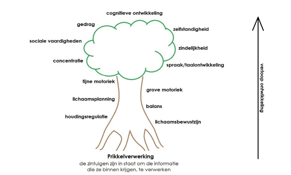 Een boom welke het verloop van de ontwikkeling van een kind laat zien, met aan de wortels de prikkelverwerking (de basis van de ontwikkeling van ieder kind) en langs de stam naar boven in de top van de boom de verdere facetten van de ontwikkeling