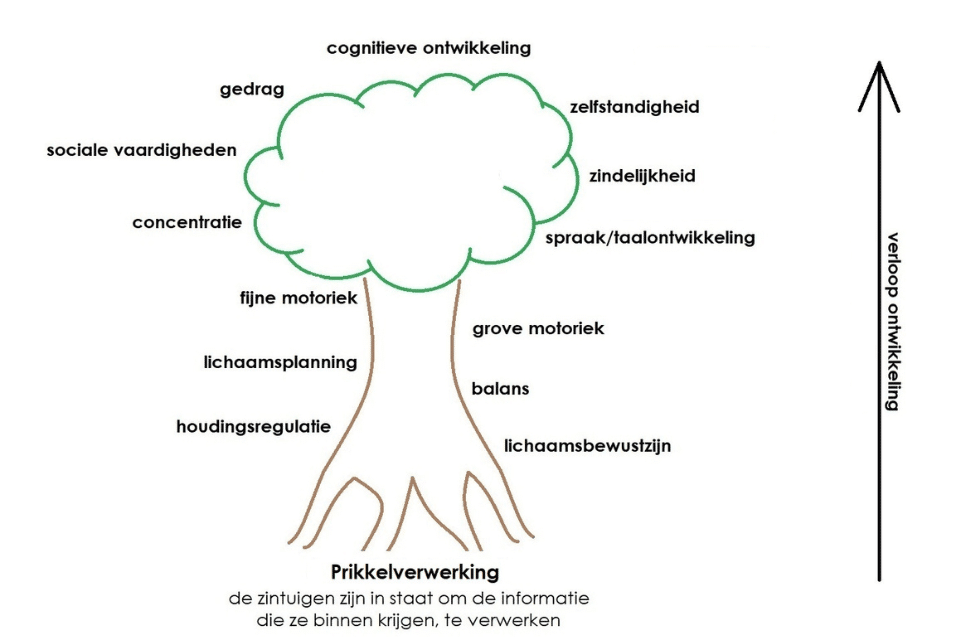 Een boom welke de ontwikkeling van een kind weergeeft, onderaan de wortels met de prikkelverwerking de verwerking door de zintuigen, dan naar boven de te ontwikkelen vaardigheden en bovenin de vruchten van de ontwikkeling